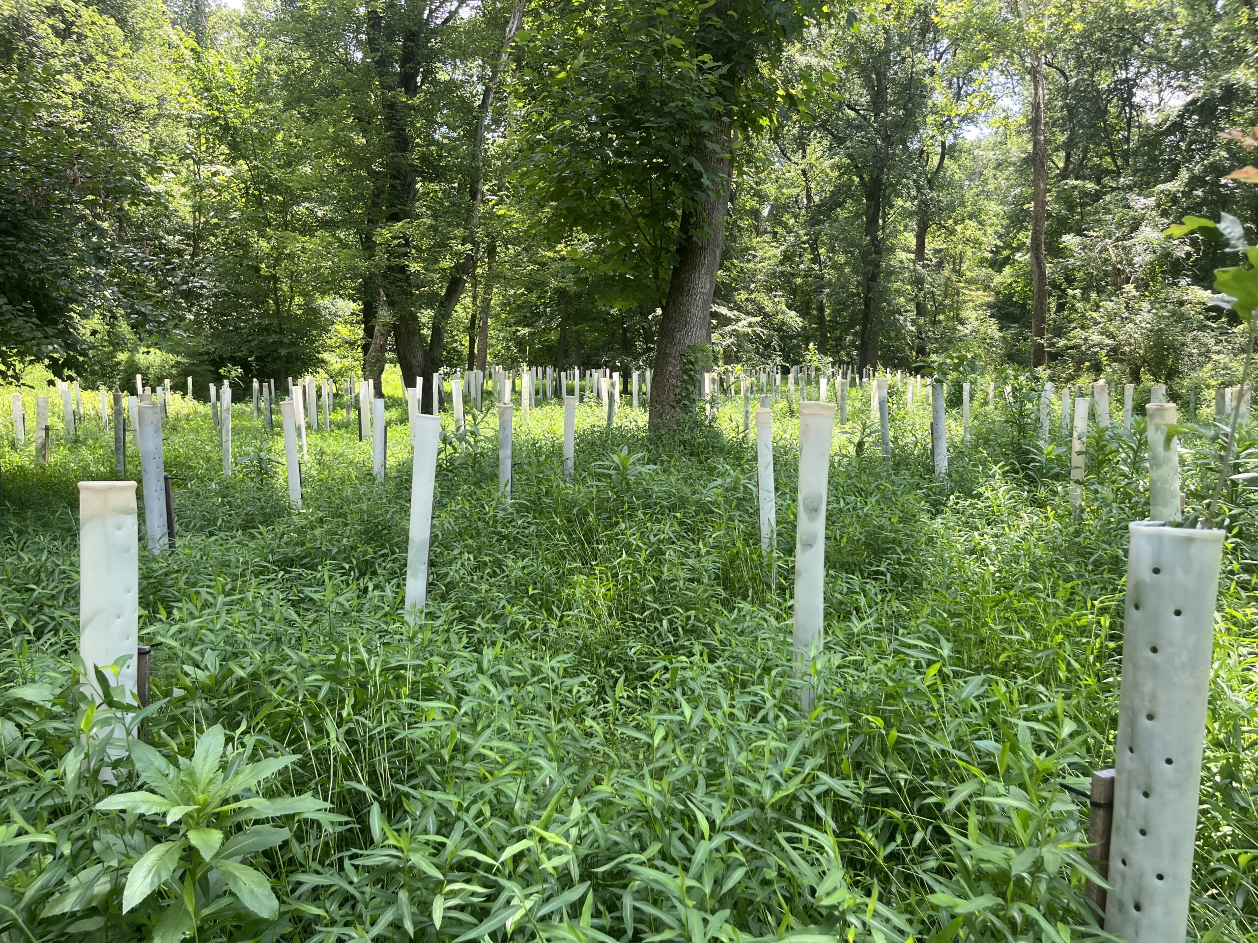 Update on the Broad Creek Woods (2024-2025)