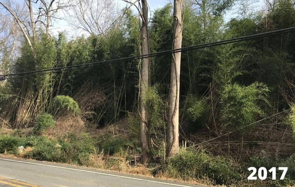 The Broad Creek Woods